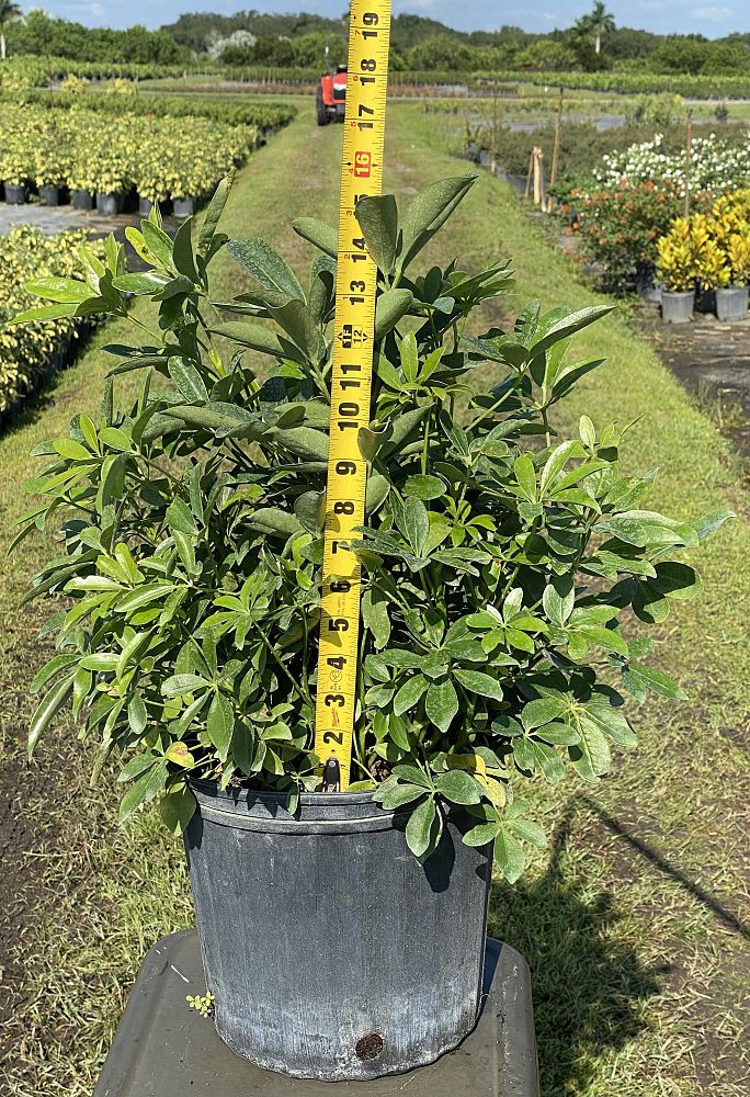 schefflera-arboricola-green-umbrella-tree