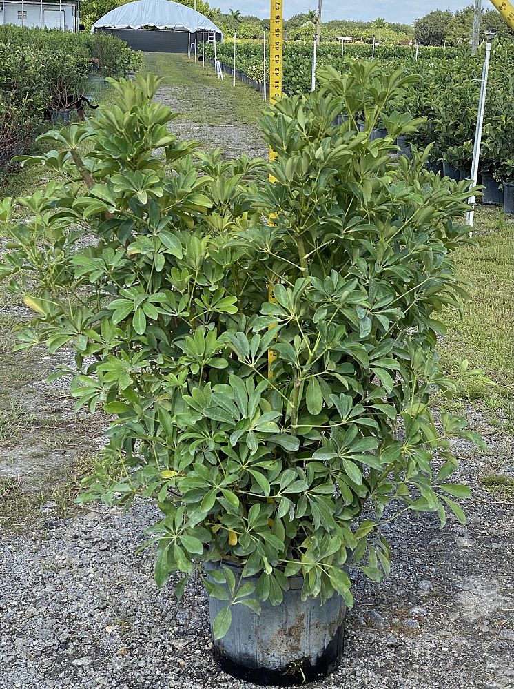 schefflera-arboricola-green-umbrella-tree
