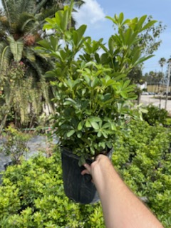schefflera-arboricola-green-umbrella-tree