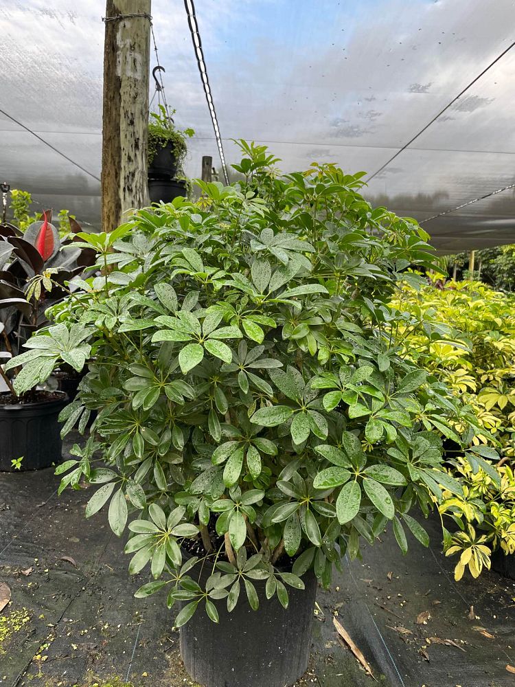 schefflera-arboricola-green-umbrella-tree