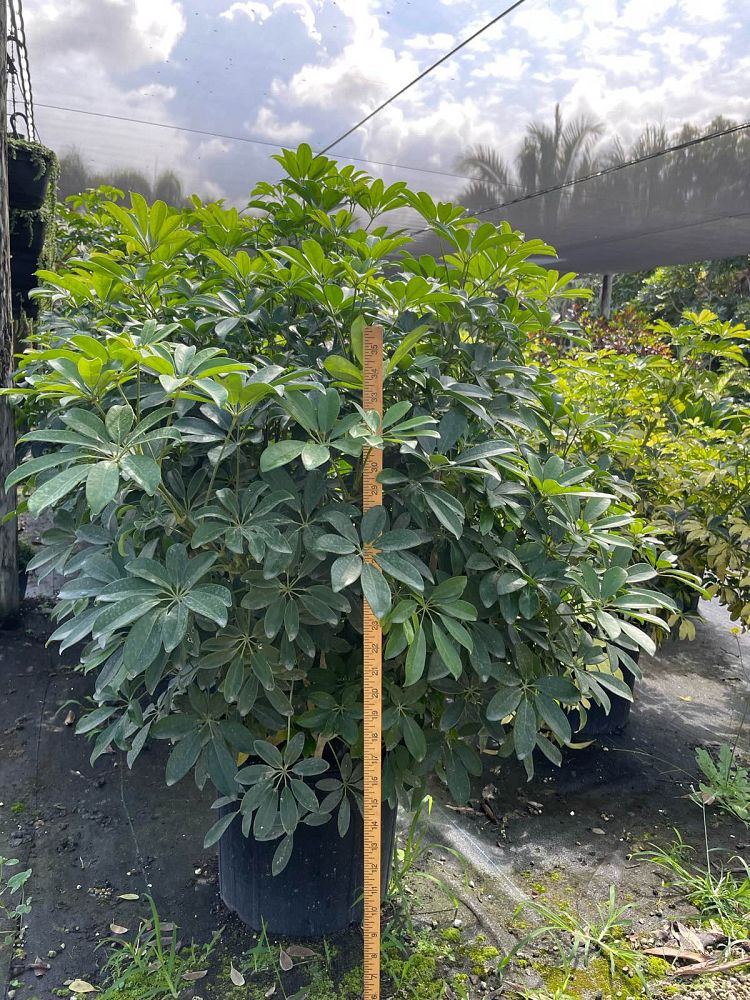 schefflera-arboricola-green-umbrella-tree