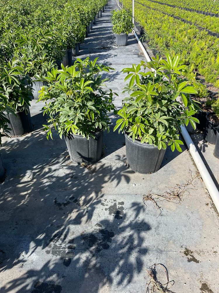schefflera-arboricola-green-umbrella-tree