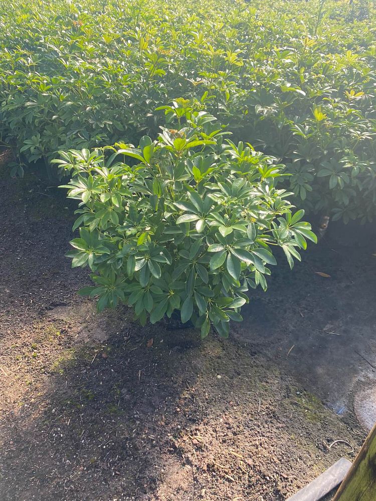 schefflera-arboricola-green-umbrella-tree