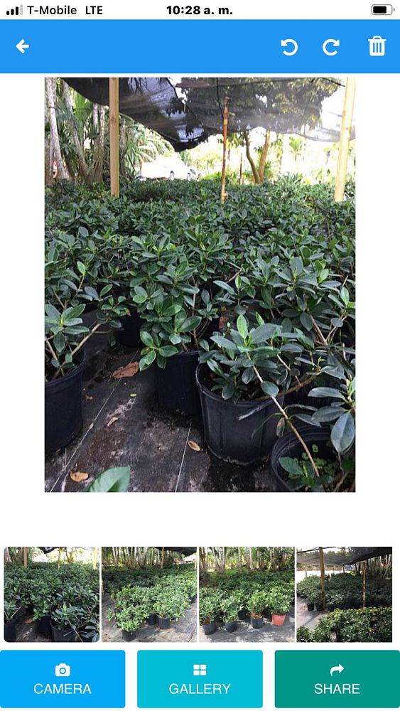 schefflera-arboricola-green-umbrella-tree