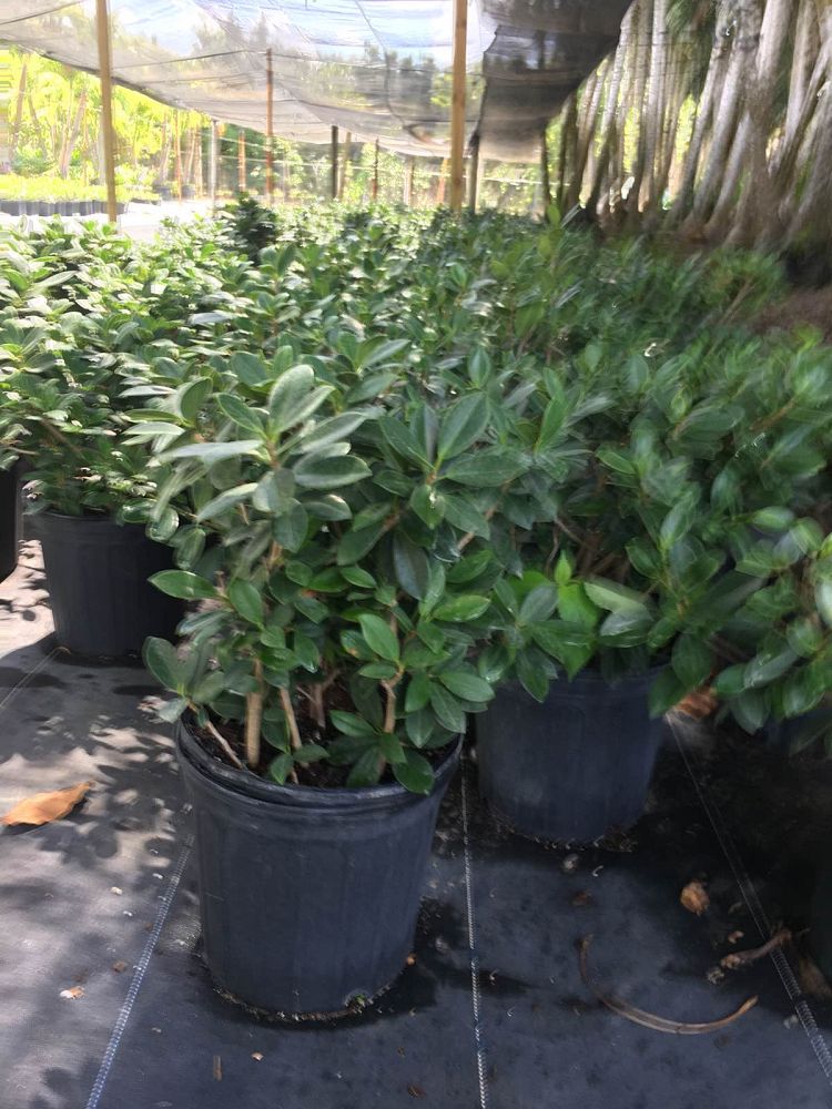 schefflera-arboricola-green-umbrella-tree