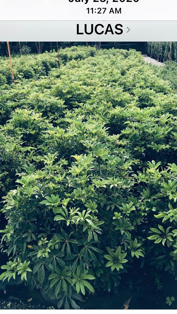 schefflera-arboricola-green-umbrella-tree