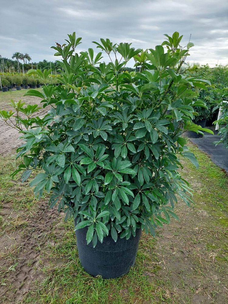 schefflera-arboricola-green-umbrella-tree