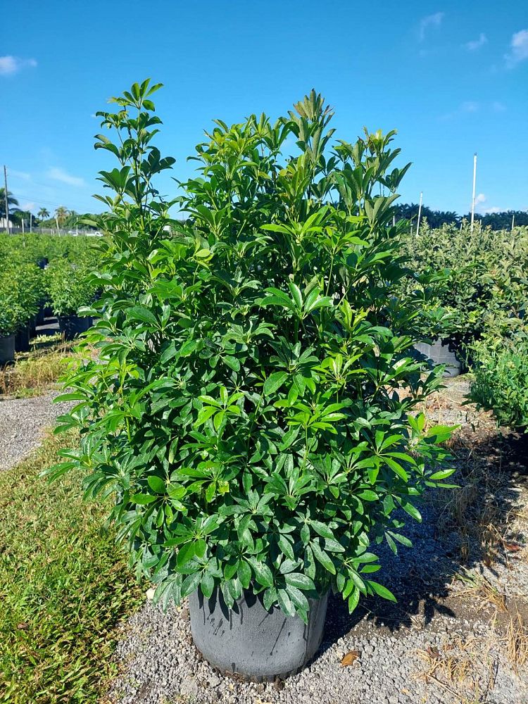 schefflera-arboricola-green-umbrella-tree