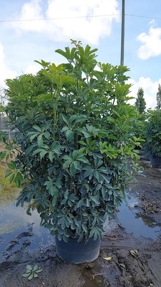 schefflera-arboricola-green-umbrella-tree