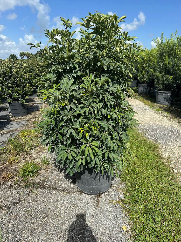 schefflera-arboricola-green-umbrella-tree