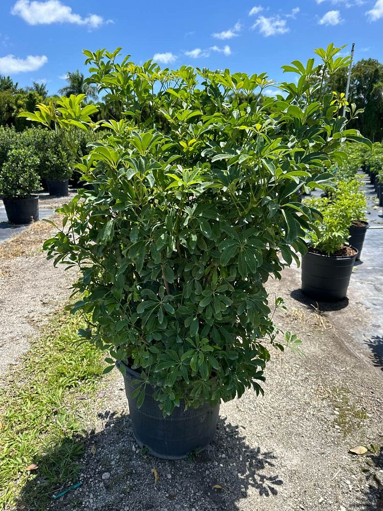 schefflera-arboricola-green-umbrella-tree