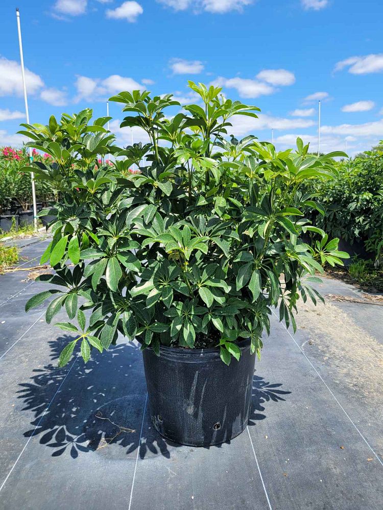 schefflera-arboricola-green-umbrella-tree