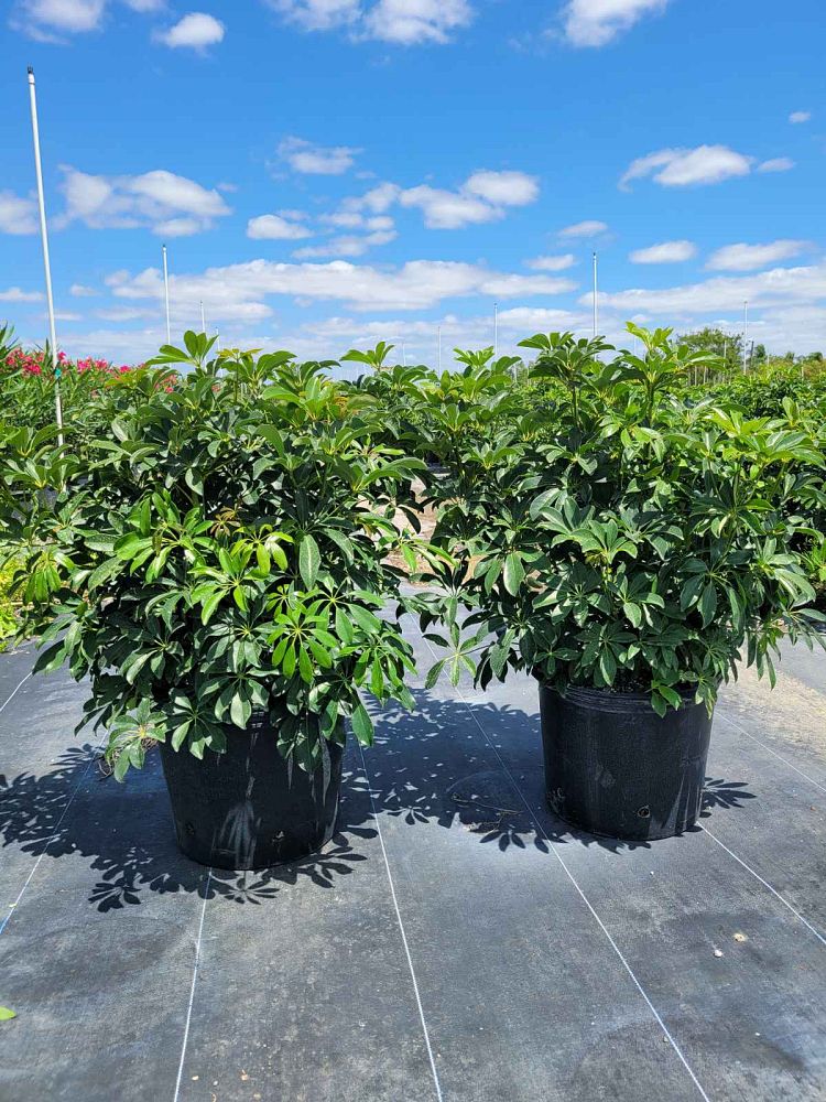 schefflera-arboricola-green-umbrella-tree