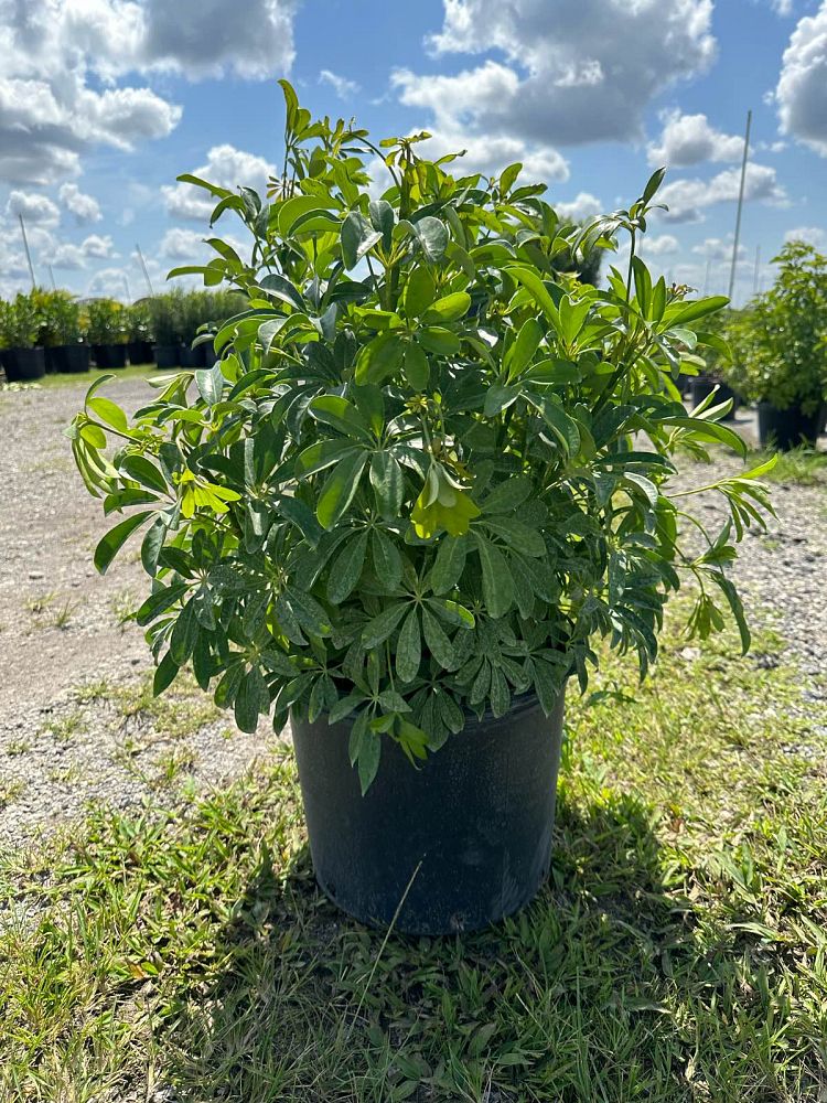 schefflera-arboricola-green-umbrella-tree