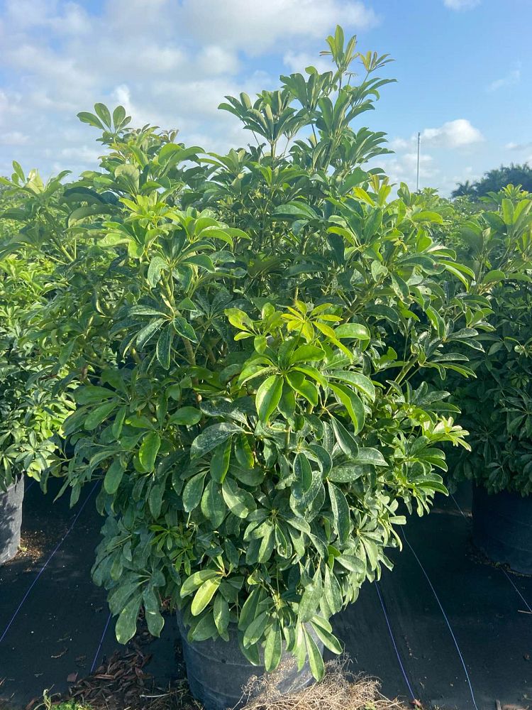 schefflera-arboricola-green-umbrella-tree