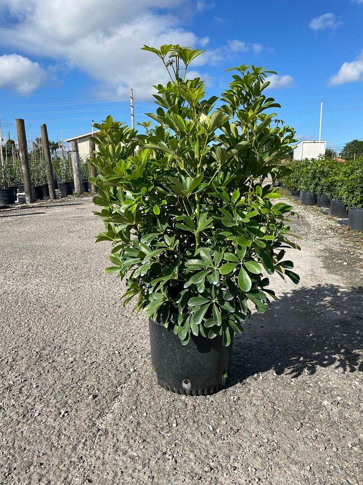 schefflera-arboricola-green-umbrella-tree