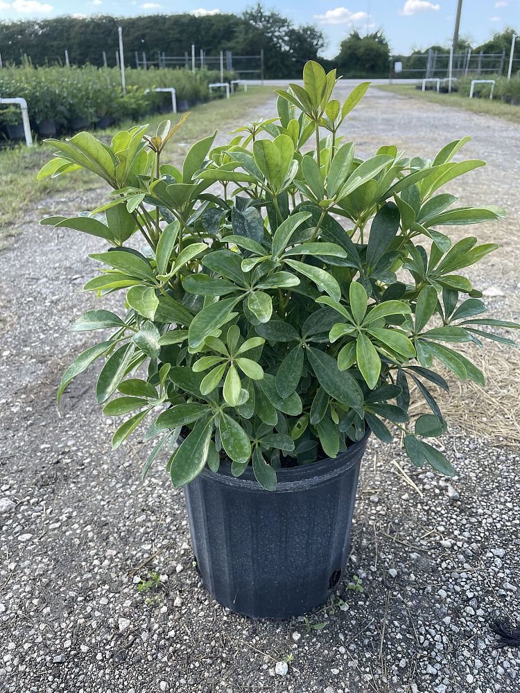 schefflera-arboricola-green-umbrella-tree