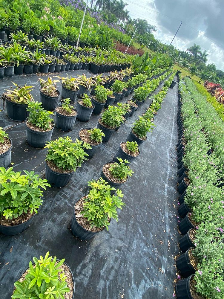 schefflera-arboricola-green-umbrella-tree