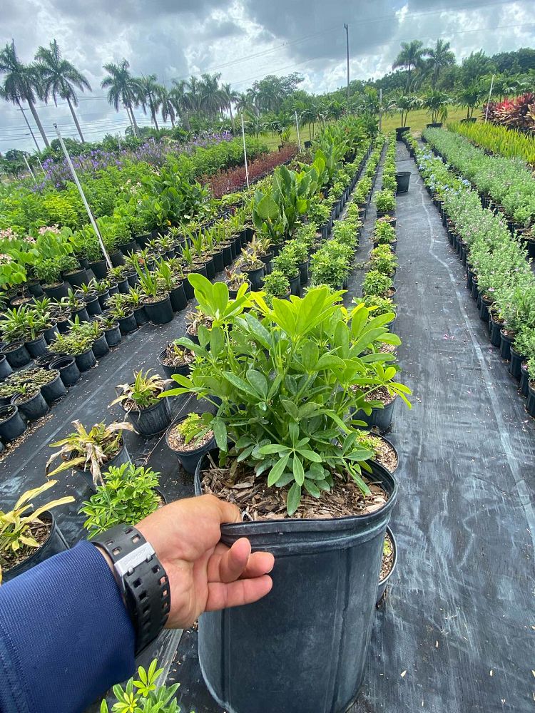 schefflera-arboricola-green-umbrella-tree