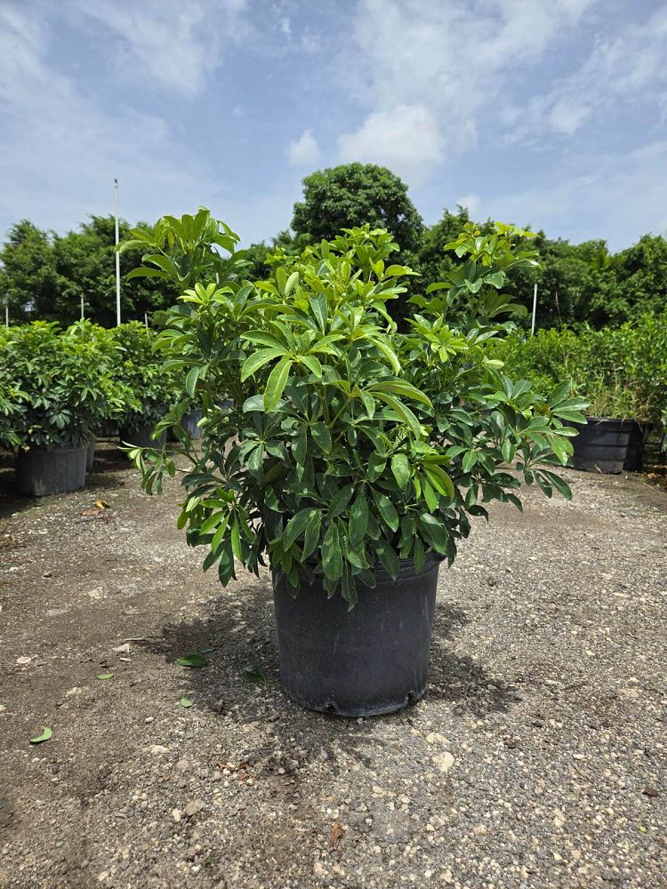 schefflera-arboricola-green-umbrella-tree