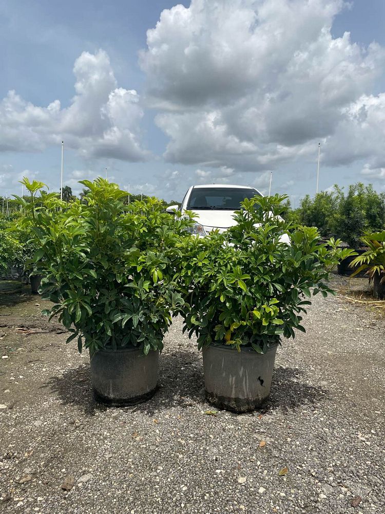 schefflera-arboricola-green-umbrella-tree