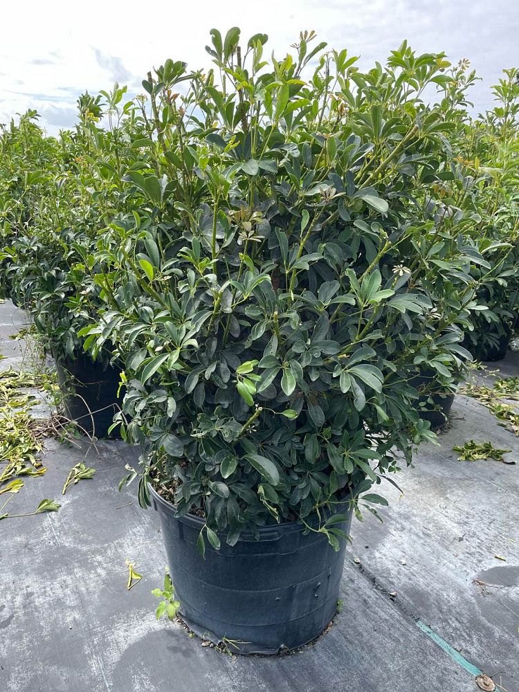 schefflera-arboricola-green-umbrella-tree