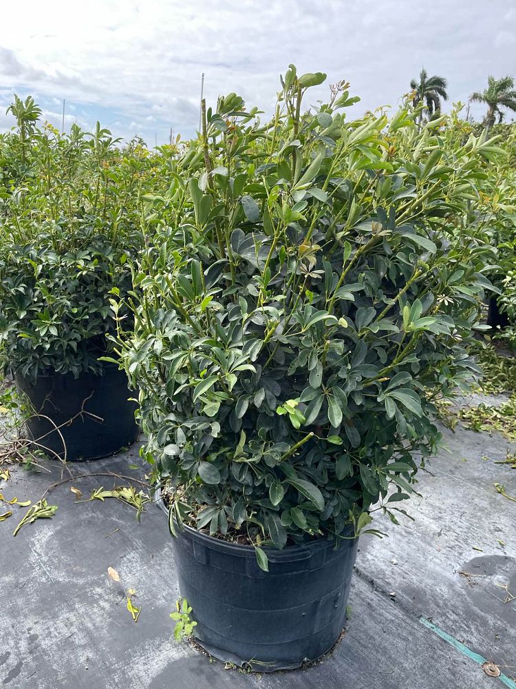 schefflera-arboricola-green-umbrella-tree