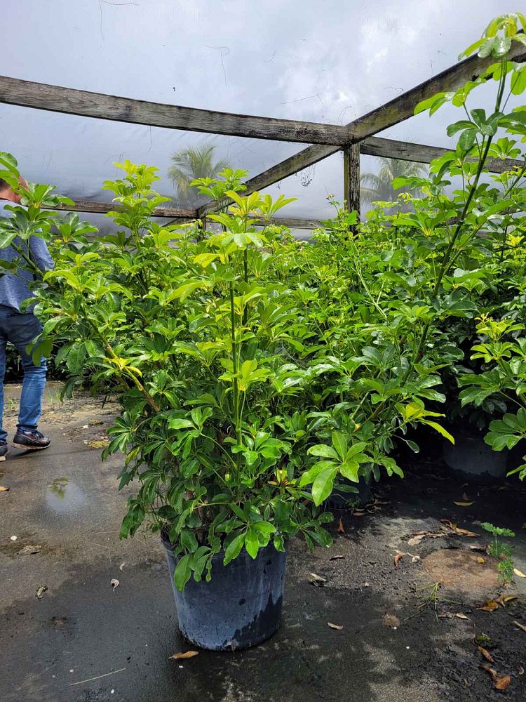 schefflera-arboricola-green-umbrella-tree
