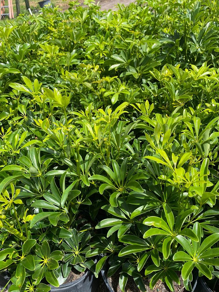 schefflera-arboricola-green-umbrella-tree