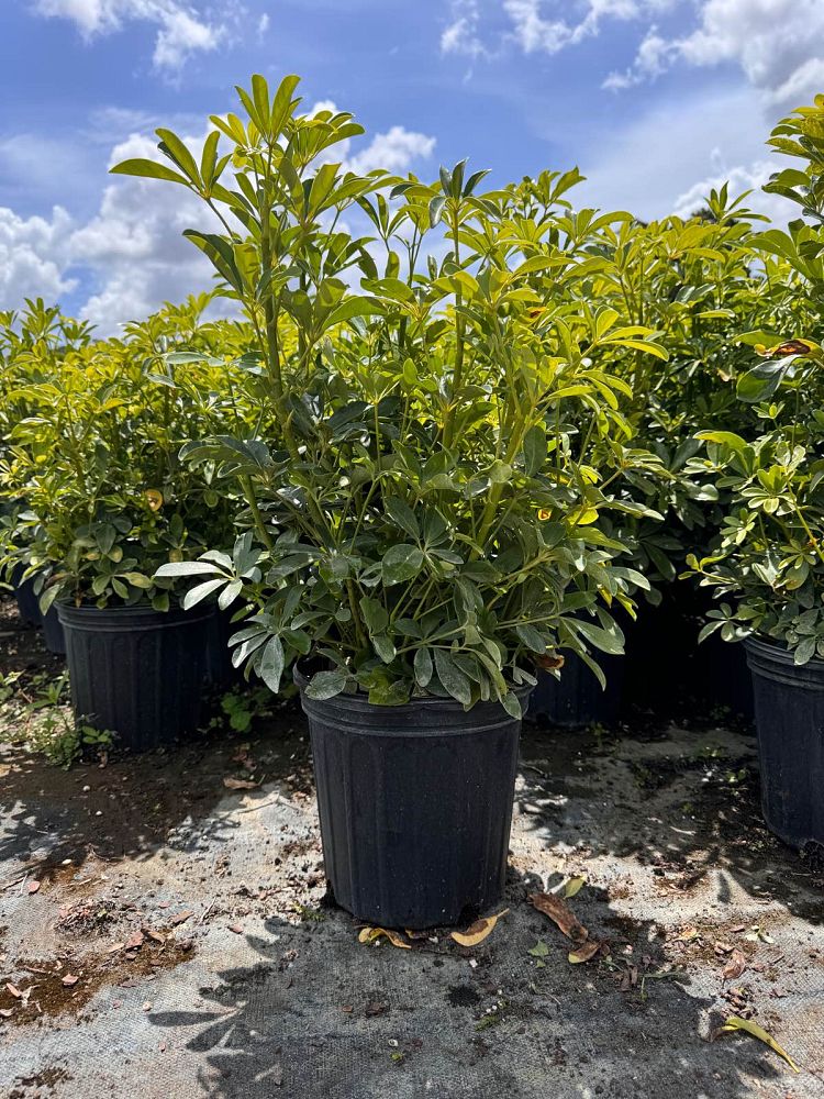 schefflera-arboricola-green-umbrella-tree