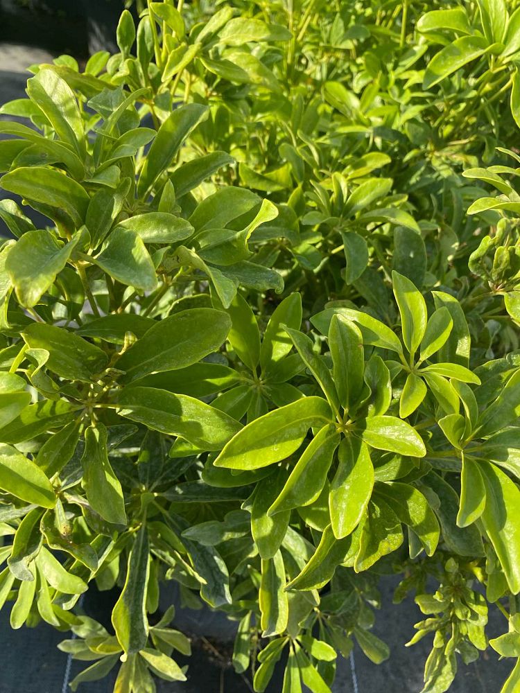 schefflera-arboricola-green-umbrella-tree
