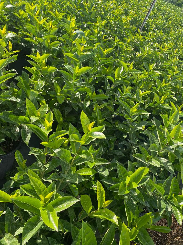 schefflera-arboricola-green-umbrella-tree