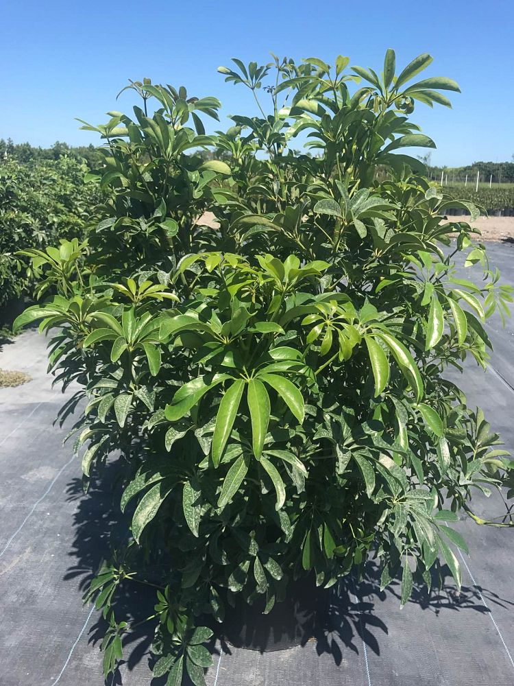 schefflera-arboricola-green-umbrella-tree