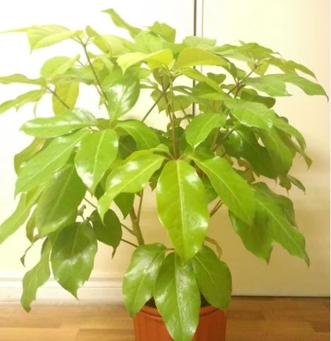 schefflera-arboricola-green-umbrella-tree