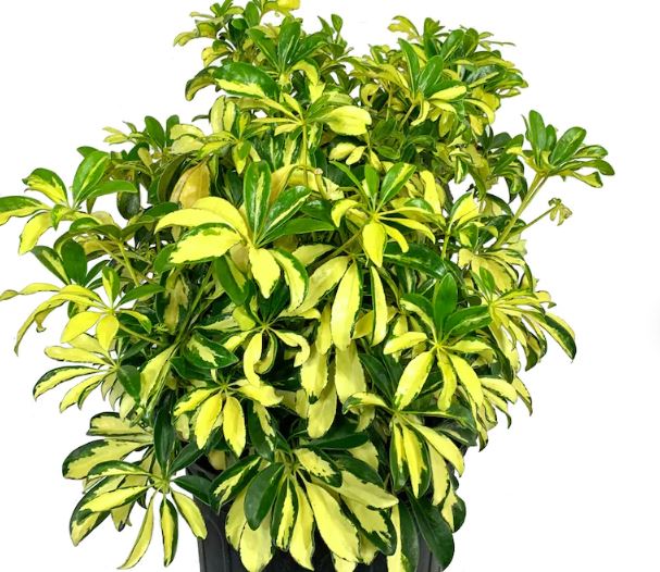 schefflera-arboricola-green-umbrella-tree