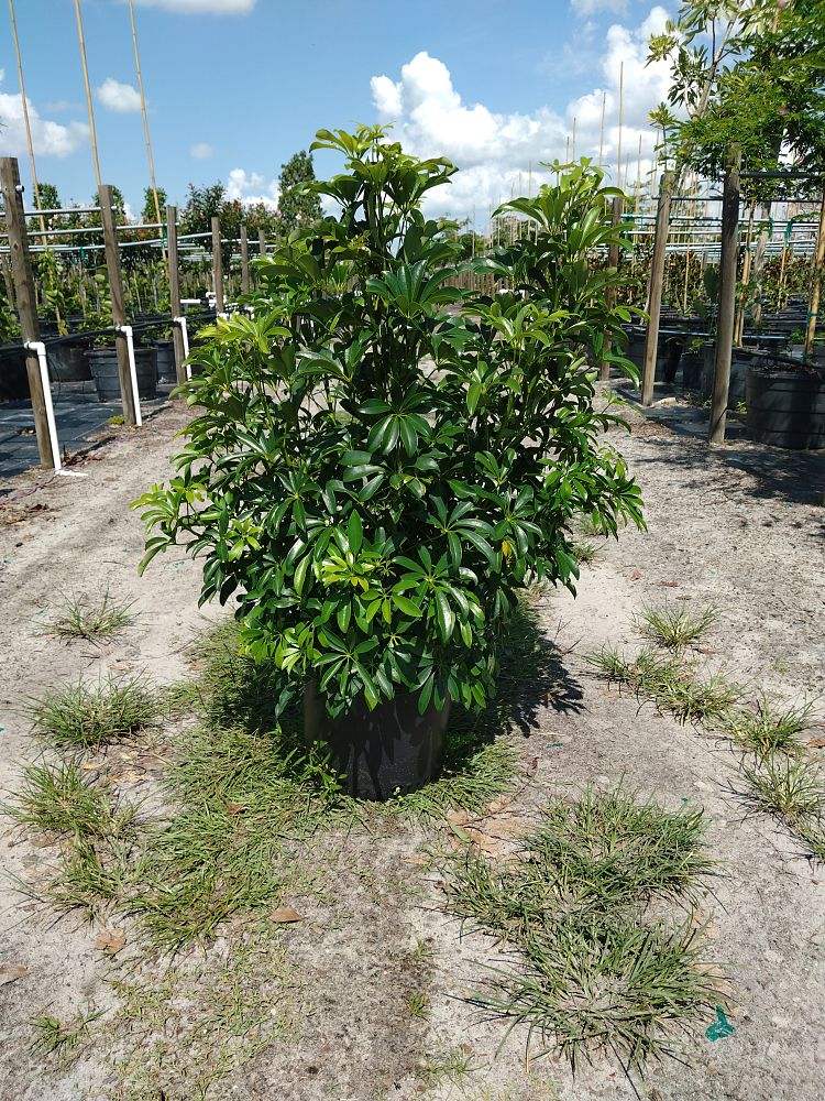 schefflera-arboricola-green-umbrella-tree