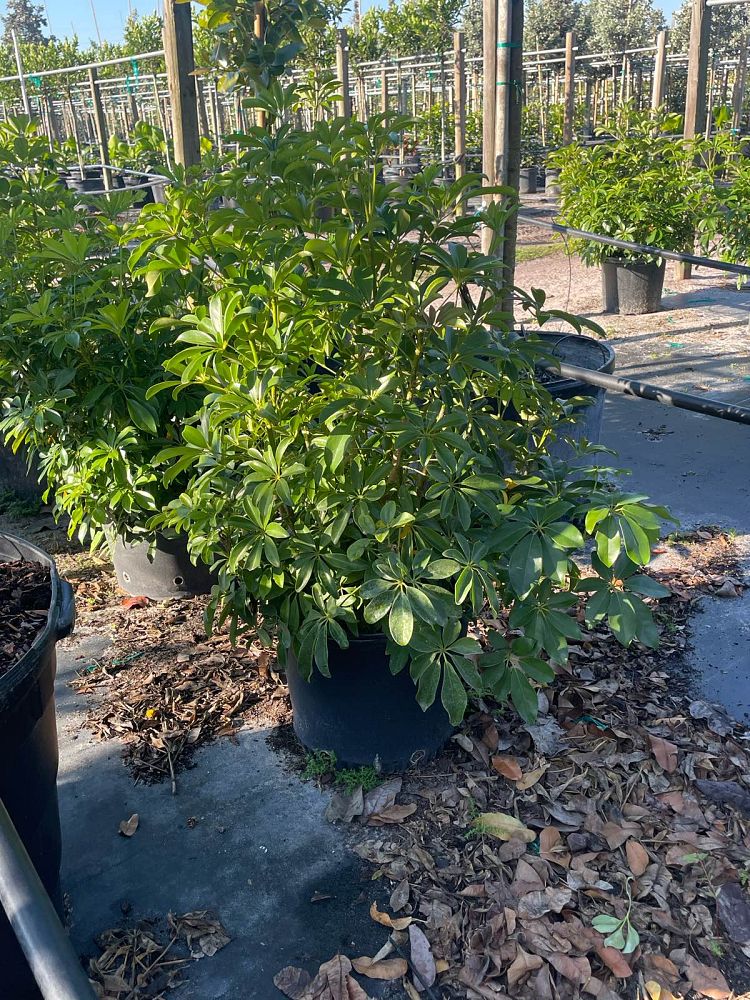 schefflera-arboricola-green-umbrella-tree