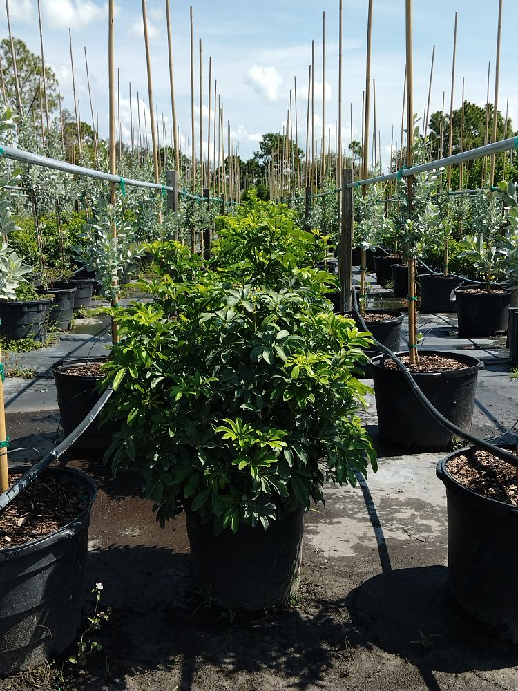 schefflera-arboricola-green-umbrella-tree