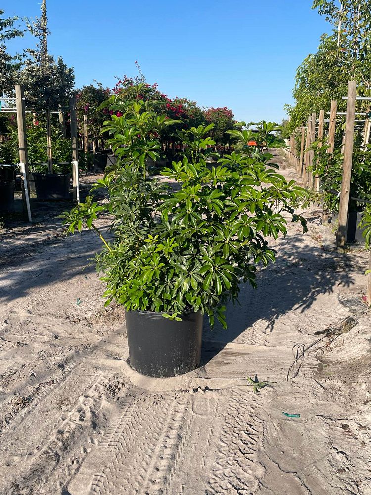 schefflera-arboricola-green-umbrella-tree