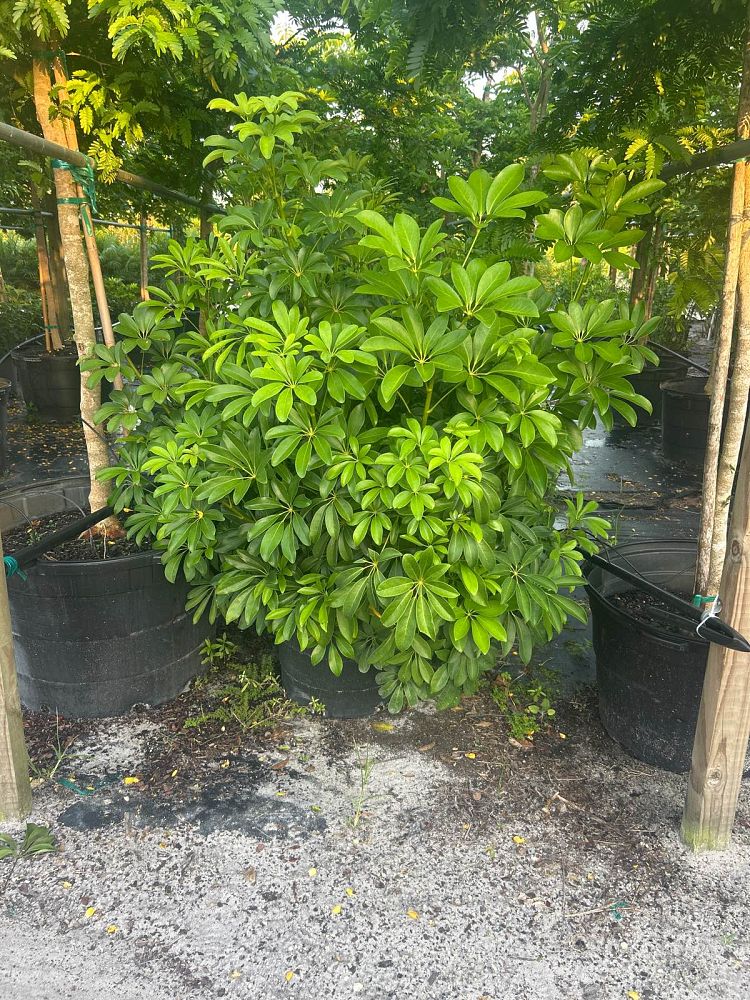 schefflera-arboricola-green-umbrella-tree
