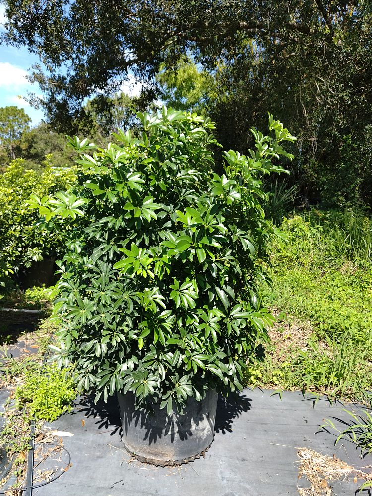 schefflera-arboricola-green-umbrella-tree