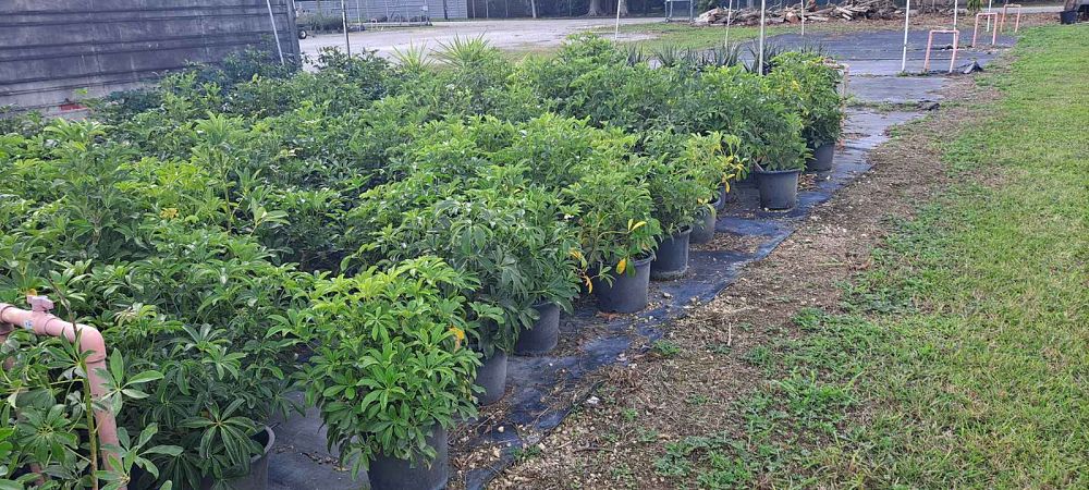 schefflera-arboricola-green-umbrella-tree