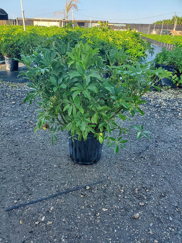 schefflera-arboricola-green-umbrella-tree