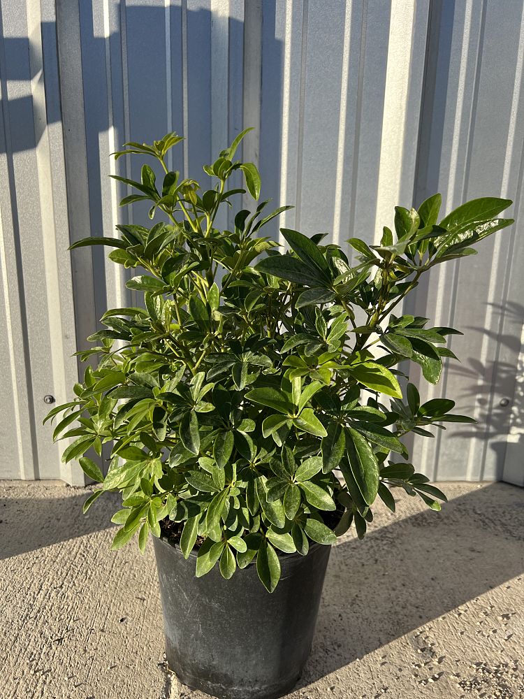 schefflera-arboricola-green-umbrella-tree