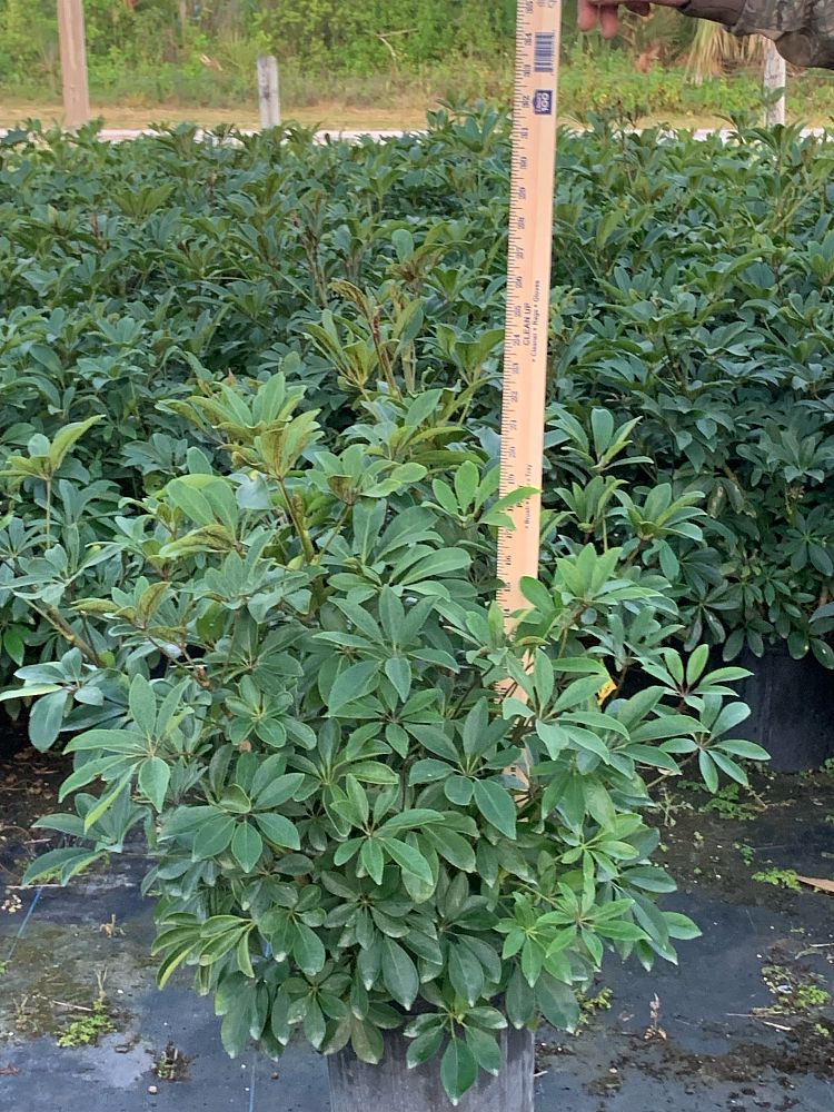 schefflera-arboricola-green-umbrella-tree