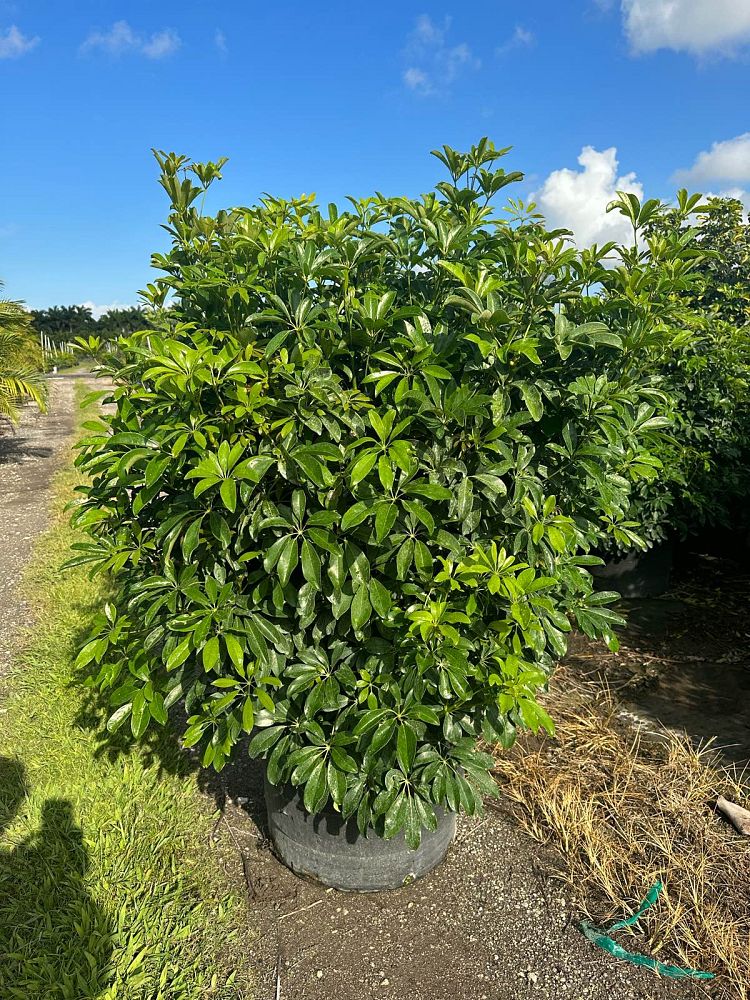 schefflera-arboricola-green-umbrella-tree