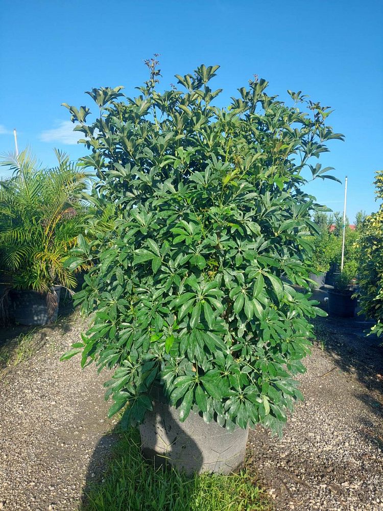 schefflera-arboricola-green-umbrella-tree