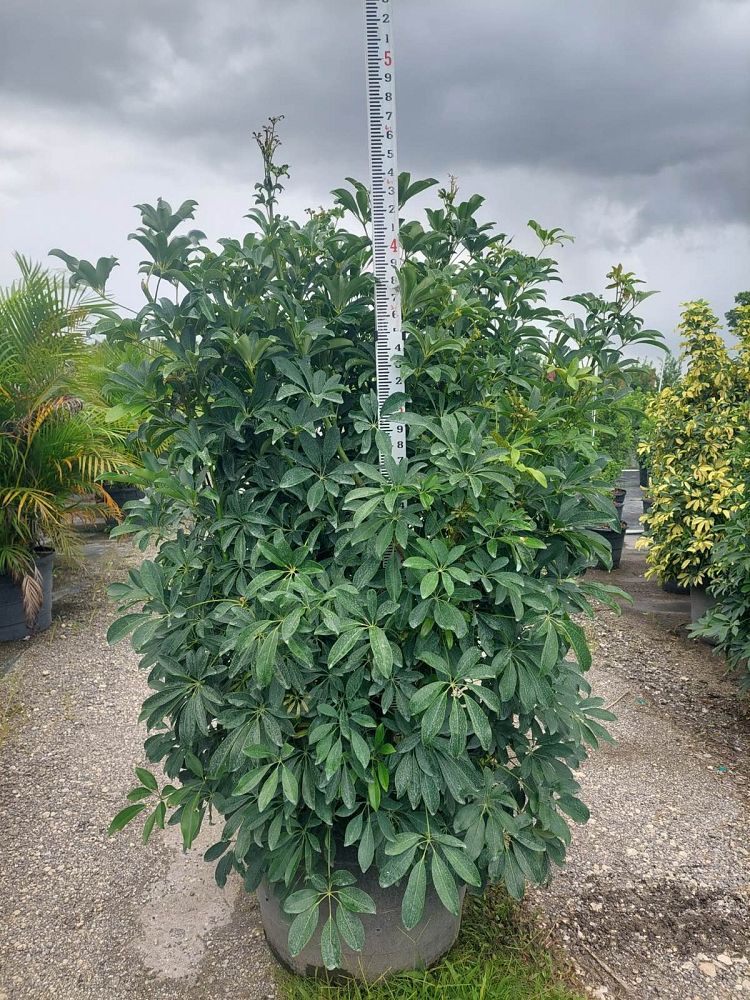 schefflera-arboricola-green-umbrella-tree