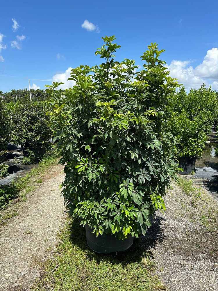 schefflera-arboricola-green-umbrella-tree