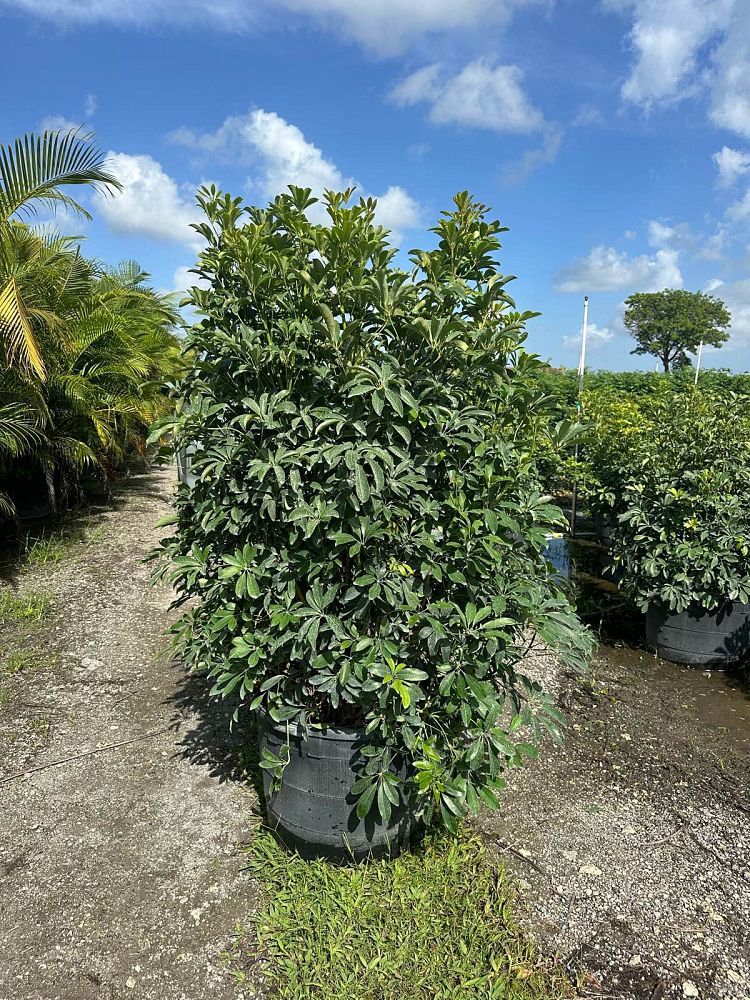 schefflera-arboricola-green-umbrella-tree